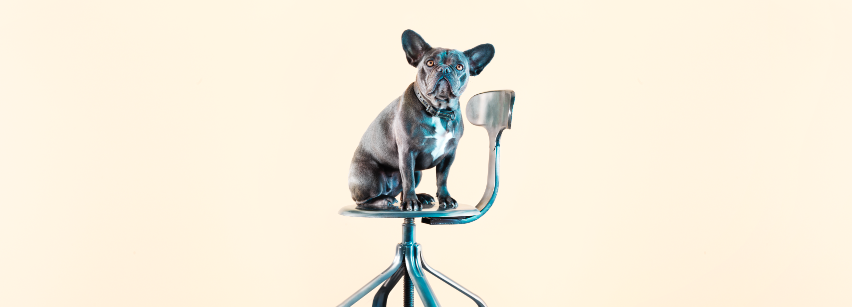 Douglas and Gordon Estate agents, French bulldog sat on a steel stool.